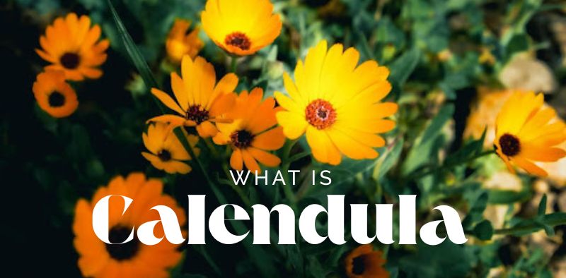 What Is Calendula? Learn Its Uses, Benefits, and More